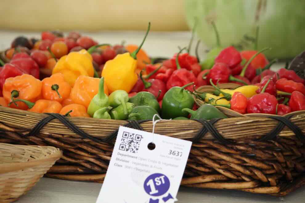 Earn Blue-Ribbon Bragging Rights in Virginia State Fair Competitions pepper competition at State Fair of Virginia