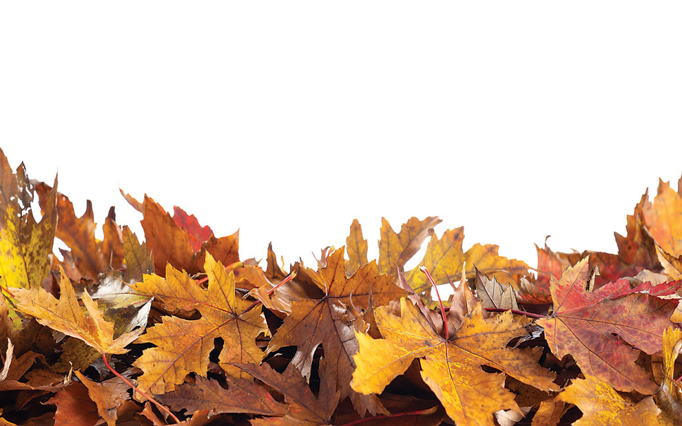 8 Steps to Help Restore Biodiversity fall leaves