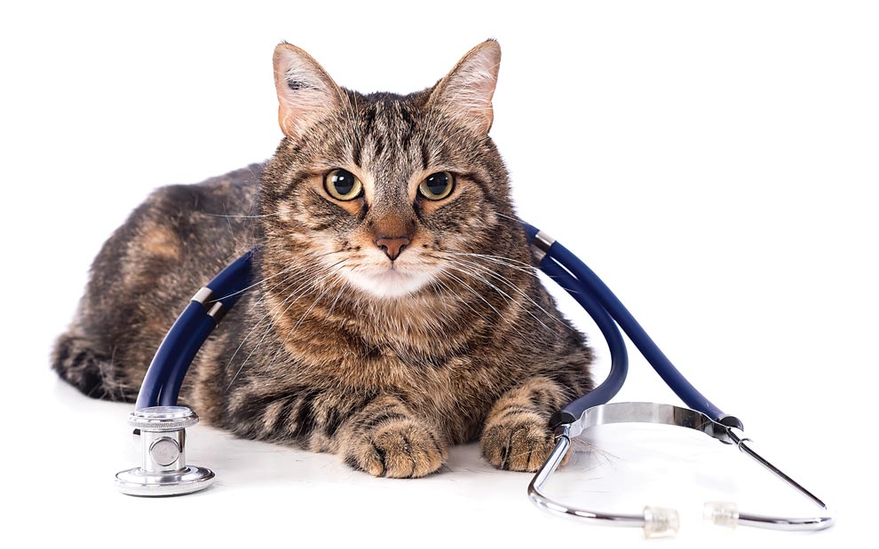 Can Cats Get Heartworm Disease? cat with stethoscope