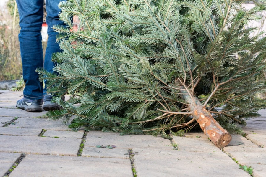 How to Recycle Your Live Christmas Tree live Christmas tree