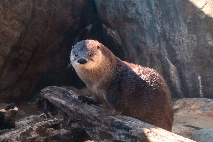 Welcome “Nola” to The Robins Nature Center at Maymont Maymont-Nola new female otter at The Robbins Nature Center