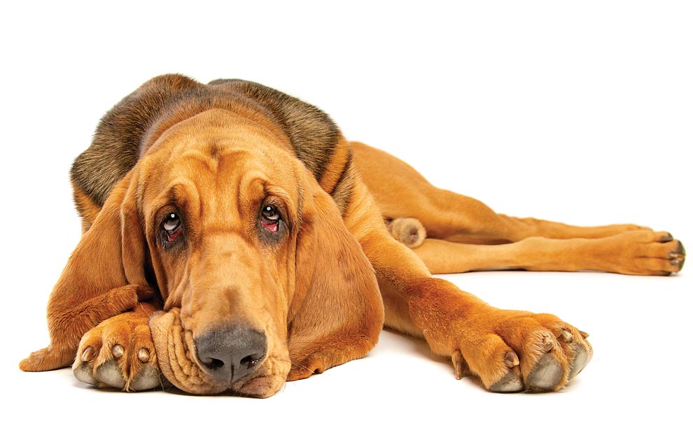 If Your Dog’s a Real Stinker! stinky dog