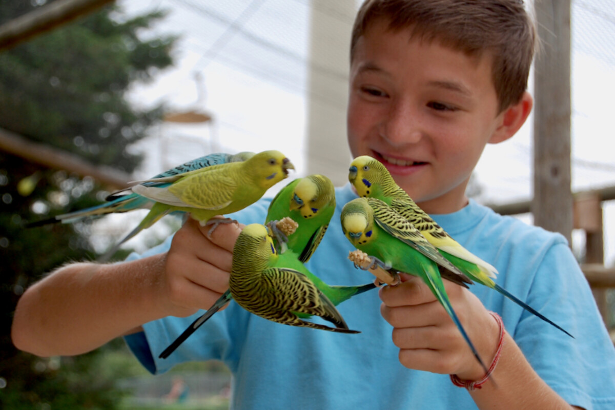 Check Out Zooventure Zone from St. Michael’s Episcopal School and Metro Richmond Zoo feedbudgies_RichmondMetroZooPhoto