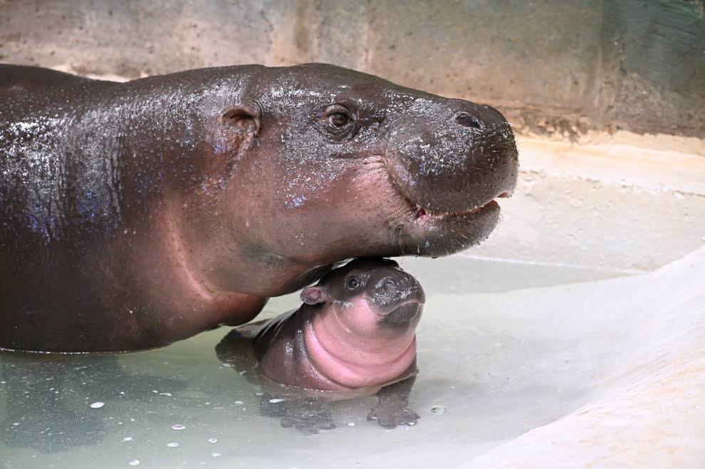 Pygmy Hippo Live Stream Poppy Cam Metro Richmond Zoo
