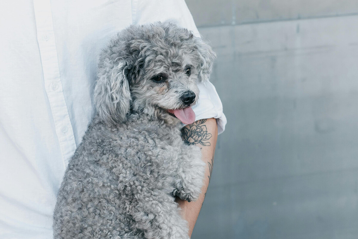 5 Hidden Dangers of Carrying Small Dogs Reconsider picking up your pup