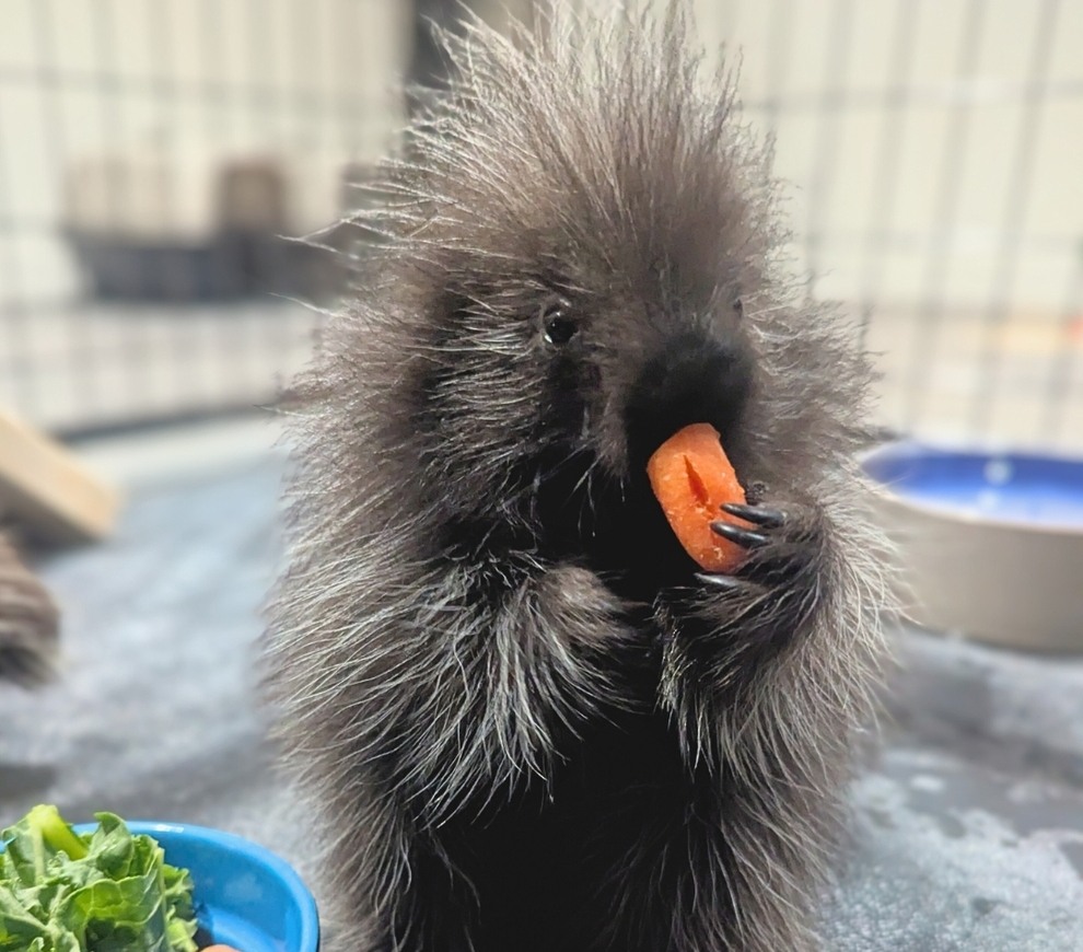 Meet Maymont’s New Porcupettes at The Robins Nature Center Nursery maymont porcupette