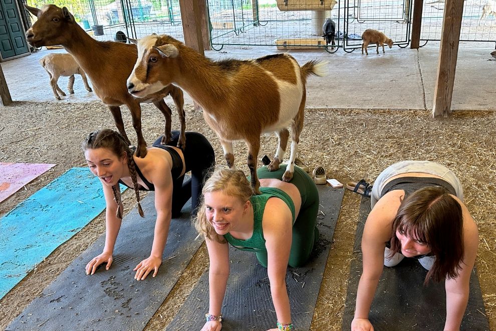 Goat Yoga RVA Announces World Record Goat Yoga Benefit Pactamere Farms Goat Yoga RVA