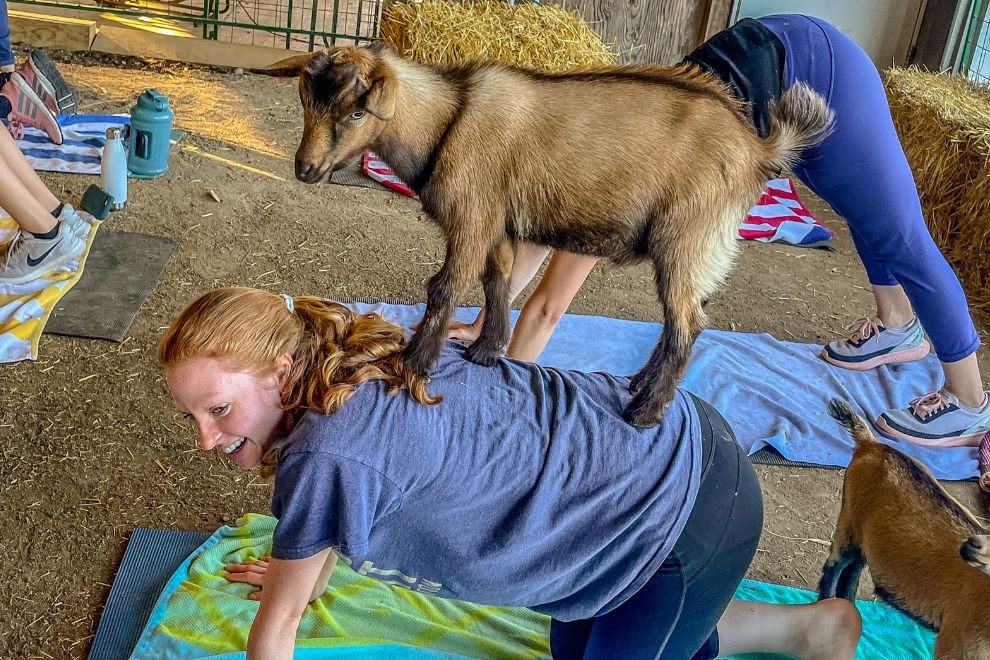 Pactamere Farms Goat Yoga RVA