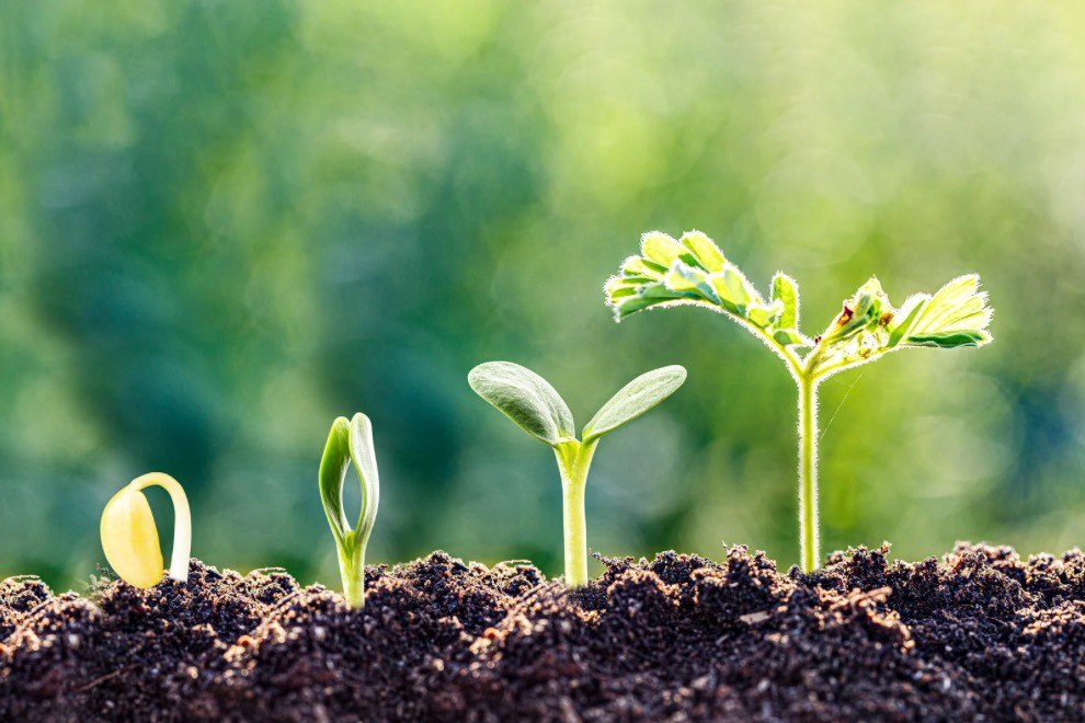 Managing Risk at Different Stages of Life sprout growing