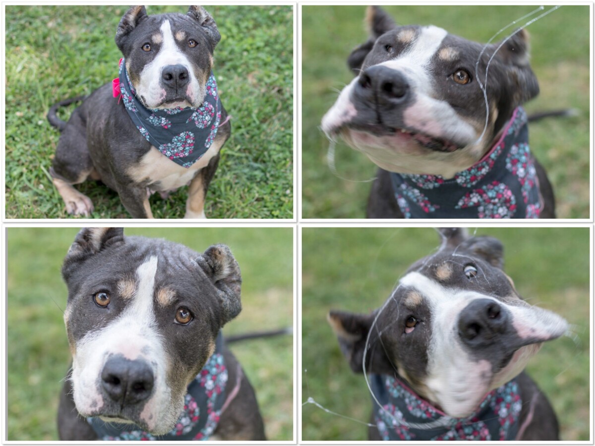 Look for RACC’s Blue Belle on the Big Screen in Wonder Woman Sequel in November 2019