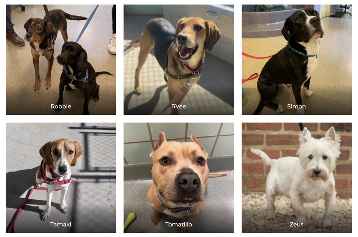 Cinderella Story from Richmond SPCA: Congrats to Gal’s New Family!