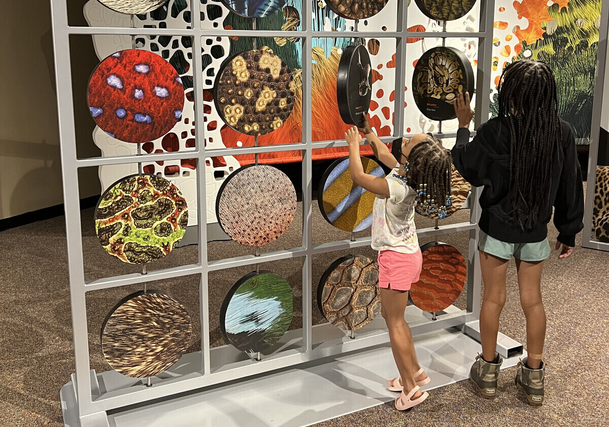 Skin Exhibit at Science Museum is Your Next Important Family Field Trip