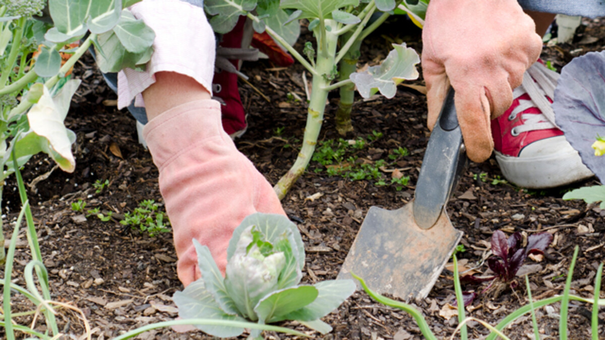11 Great Tips for Winterizing Your Yard and Garden