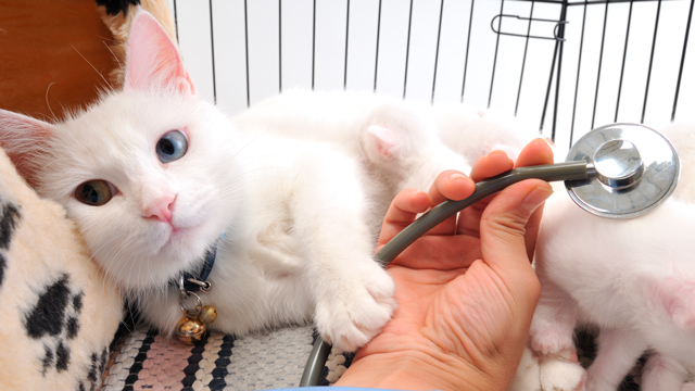 Holiday Safety Guide for Pets