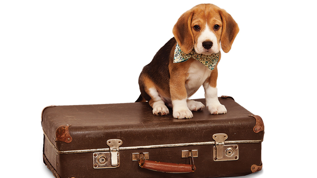 Travel-Safety Guide for Pets