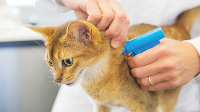 The Truth About Microchipping