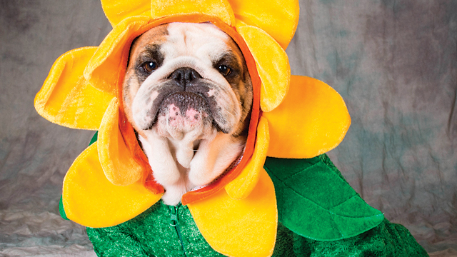 Halloween Hazards for Pets