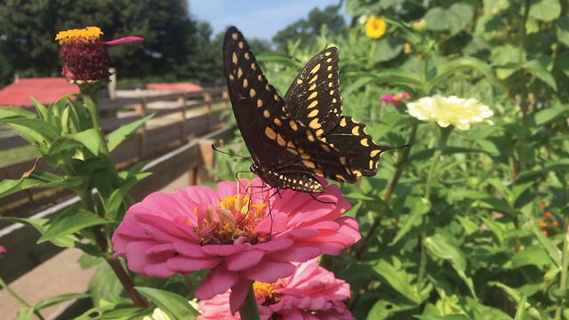 Expert Tips for Small-Scale Gardening