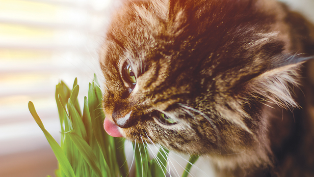 Toxic Plants and Your Cat’s Health