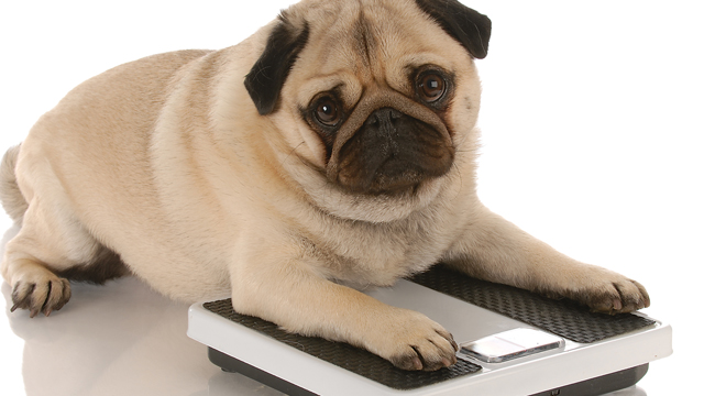 Healthy New Year for Pets