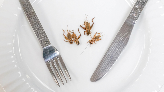 Savor the Science of Eating Bugs
