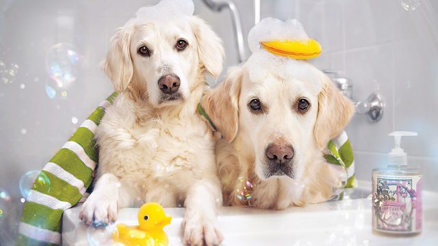 6 Tips for Living with Pet Allergies