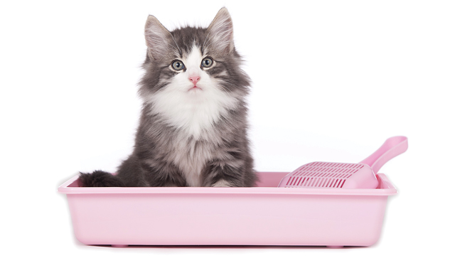 Yikes! Litter Box Woes