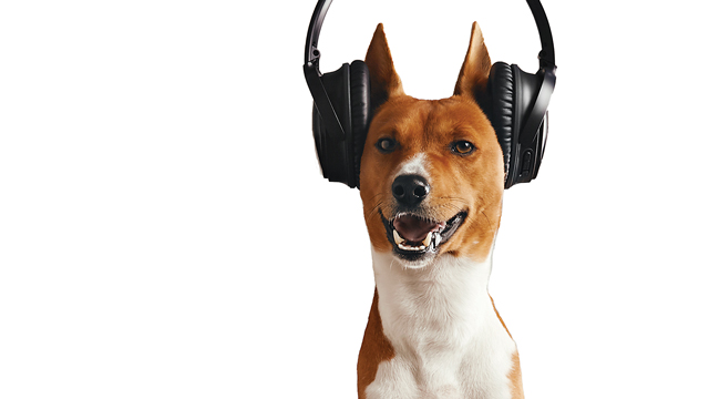 The Sounds of Summer