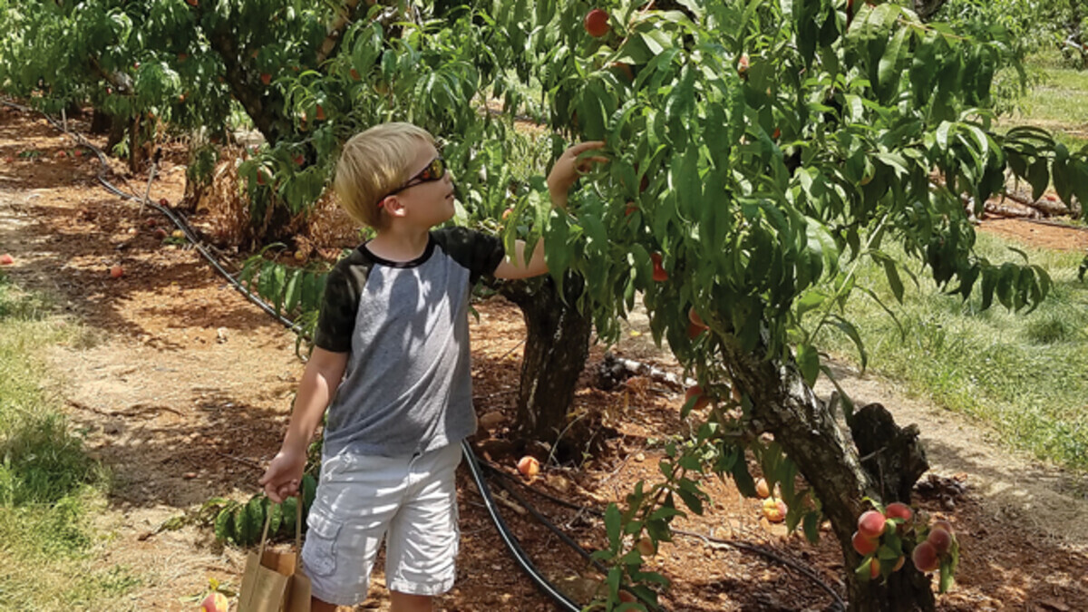 Pick-Your-Own Farm Guide for Families