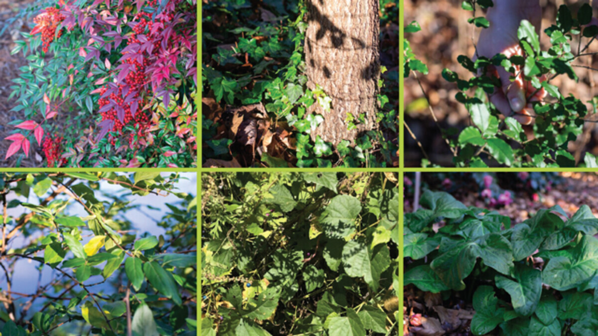 Backyard Guide to Invasive Plants in Virginia