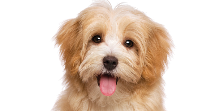 Scams Create Puppy Heartbreak