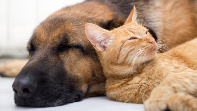 Prepare a Pet Emergency Plan