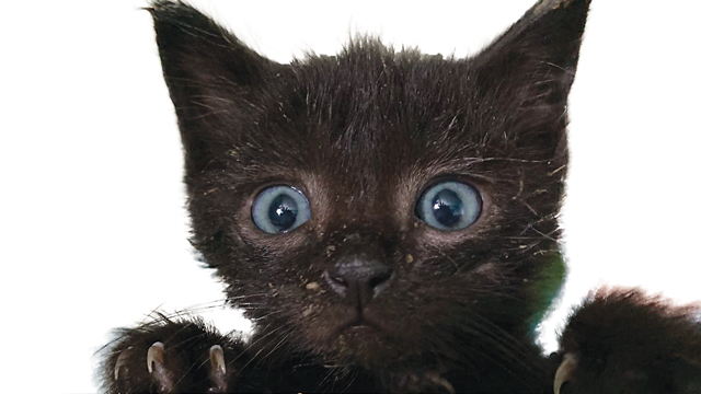 Happier Holidays for Pets in Need