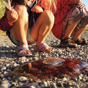 Hooray, Jellyfish! Huh?