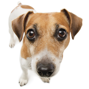 Help Your Dog Deal with Anxiety