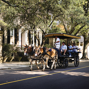 Charleston! Shore and Much More