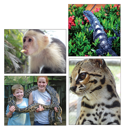 Wildlife of Costa Rica