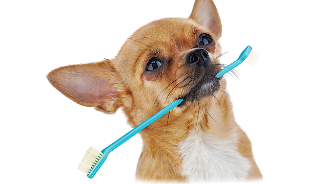 Rosco’s Pearly Whites