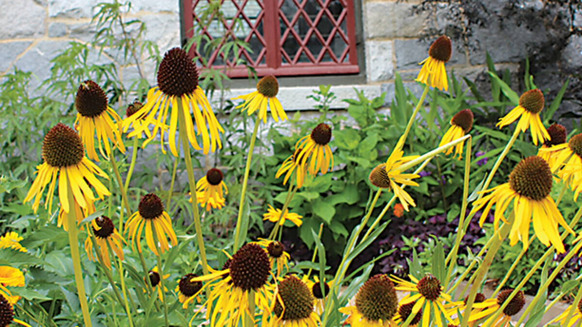 Secrets of Pollinator Gardening