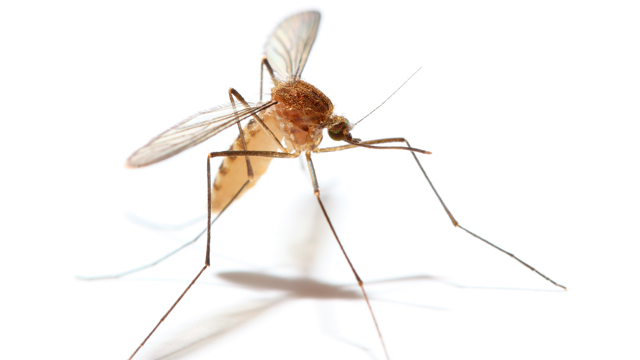 What to Know About Mosquitoes