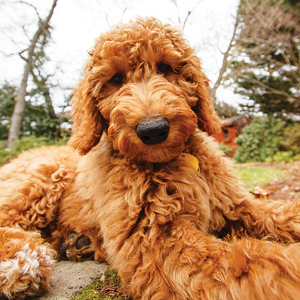 Much Ado About Maggie