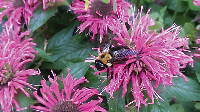 Ultimate Fall Planting Guide