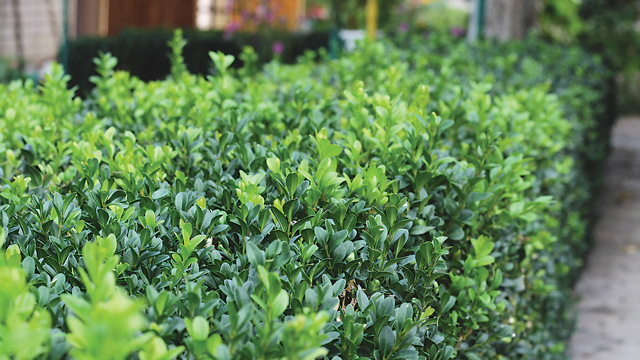 Healthy Plants for a Healthy World