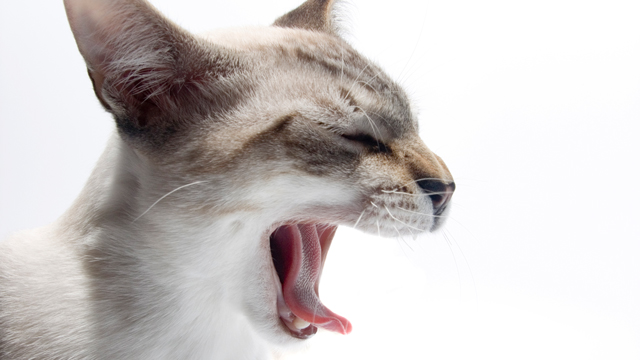 Guide to Indoor Cats