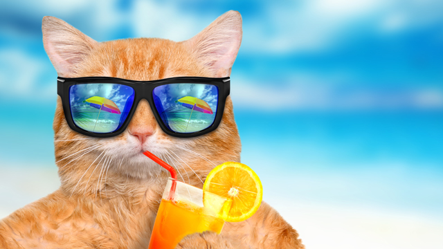 Cool Cats and Not-So-Hot Dogs