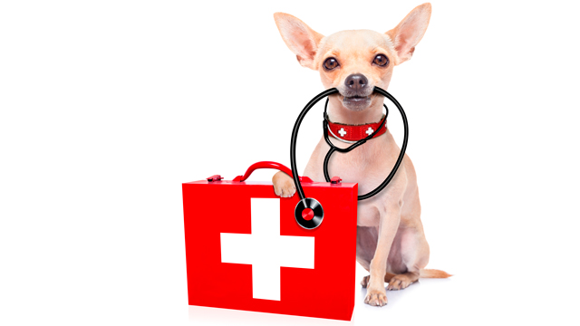 Pet Emergency Care