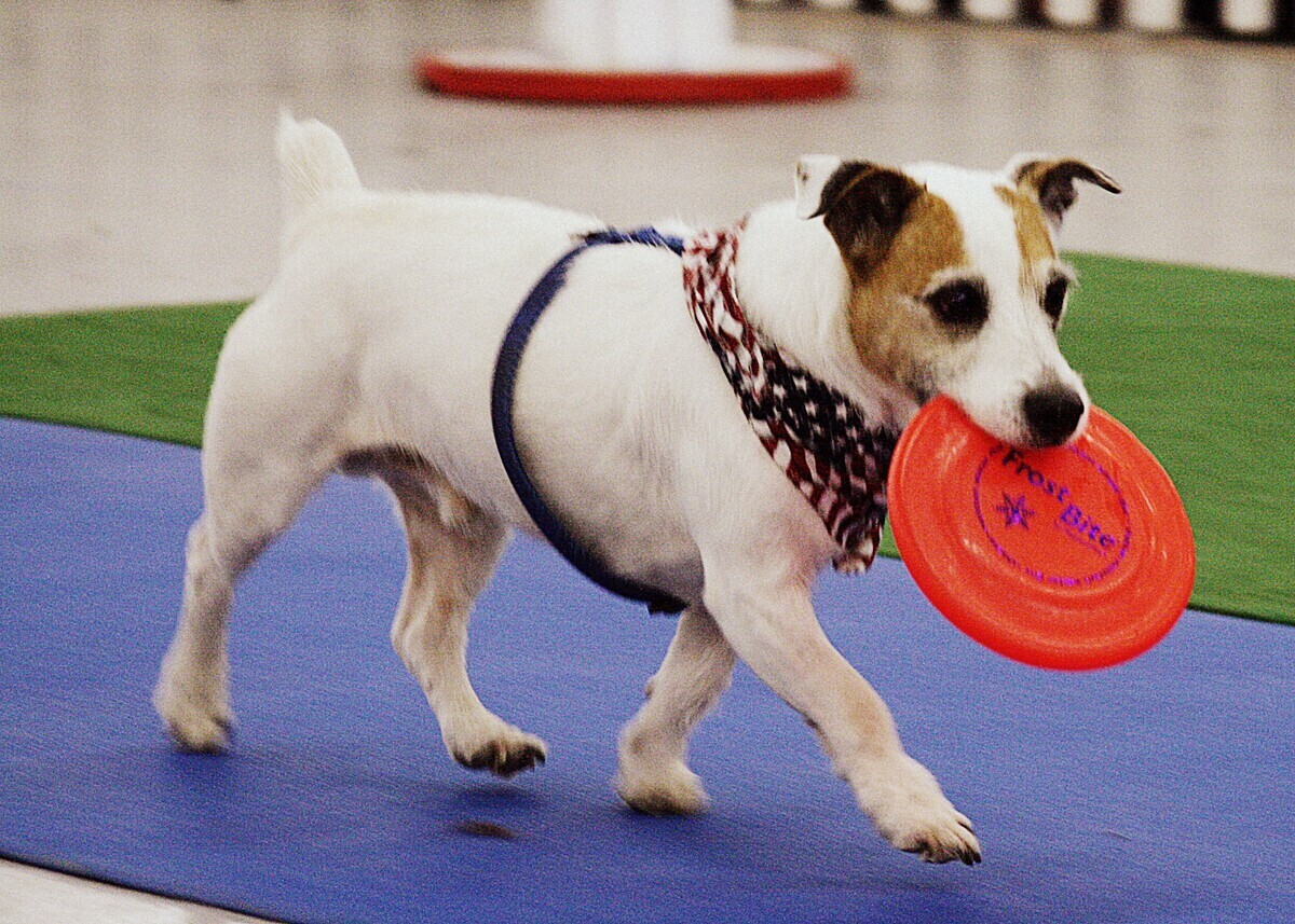 Pet Expo is Rescheduled Due to Next Wave of Winter Weather