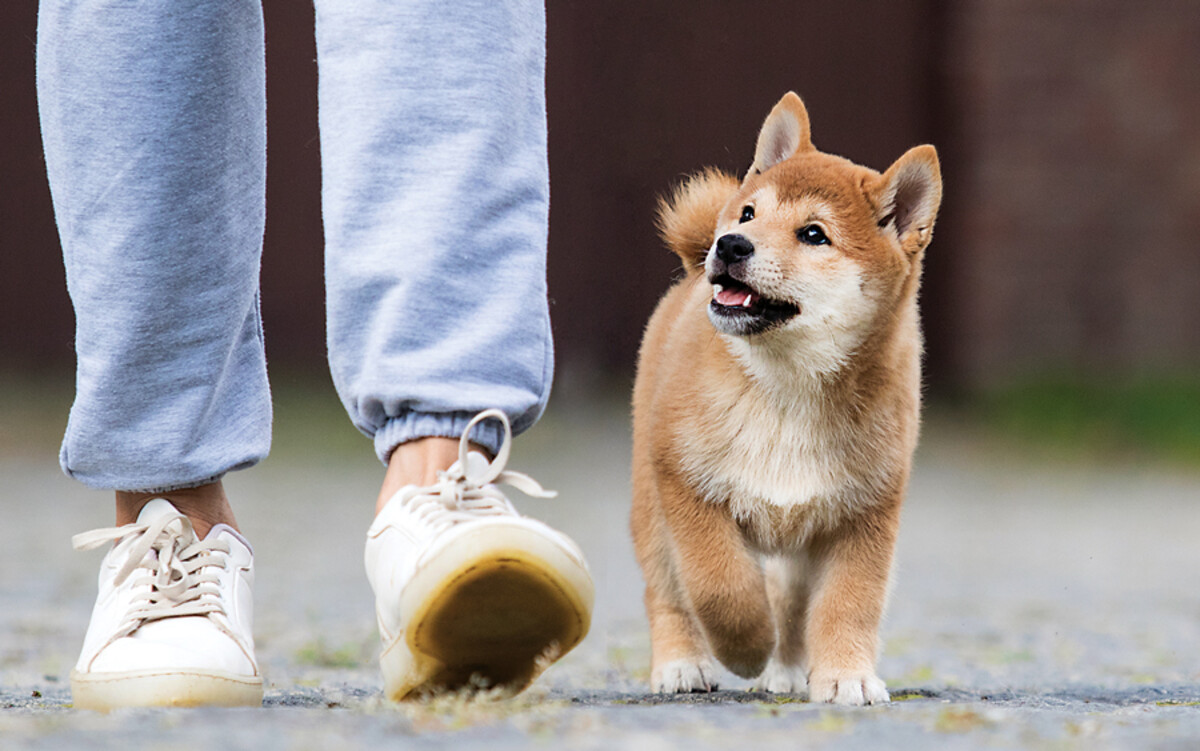 Warm Weather Safety and Skills for Pets dog walking