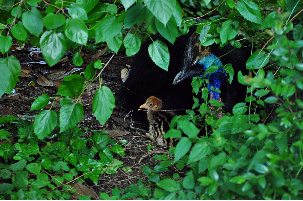 New Cassowary Chick at Virginia Zoo