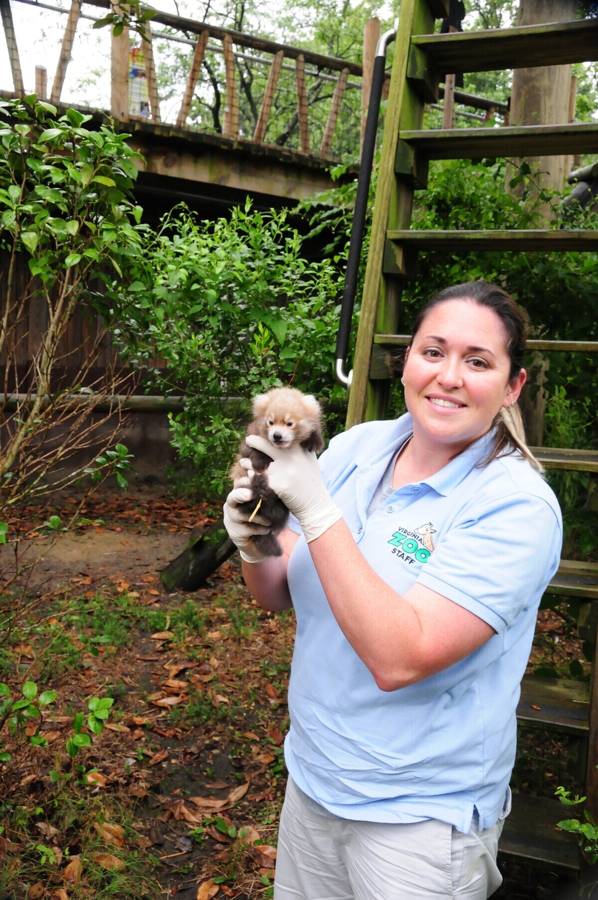 Red Panda Cubs at Virginia Zoo